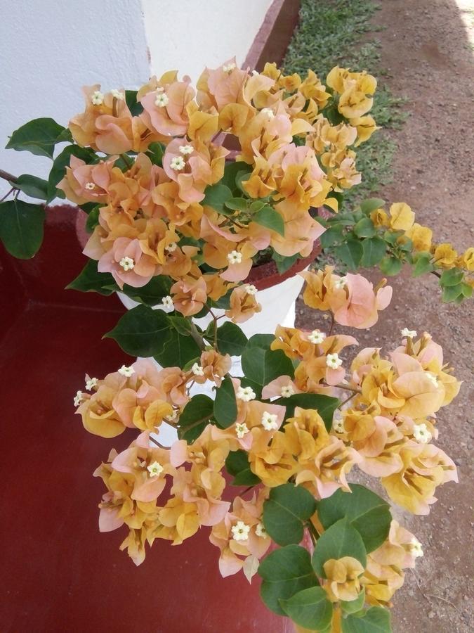 Bentota Orchid House Bed and Breakfast Εξωτερικό φωτογραφία