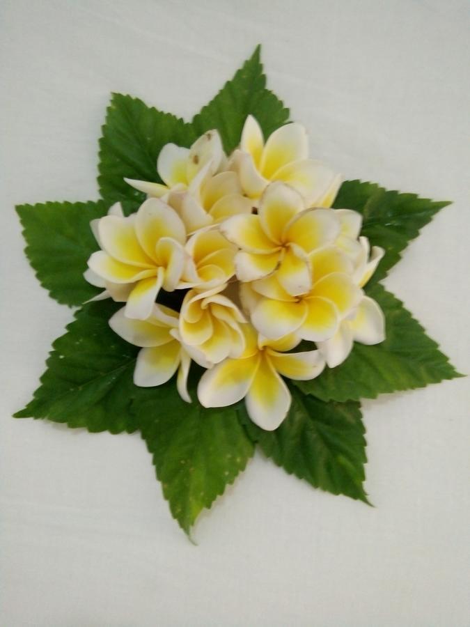 Bentota Orchid House Bed and Breakfast Εξωτερικό φωτογραφία